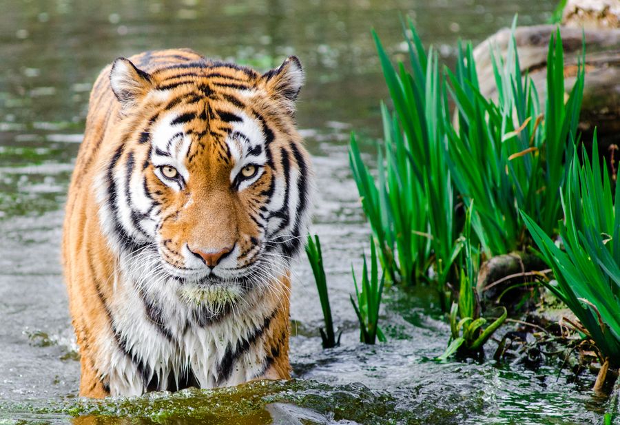 Jim Corbett Wildlife Tour