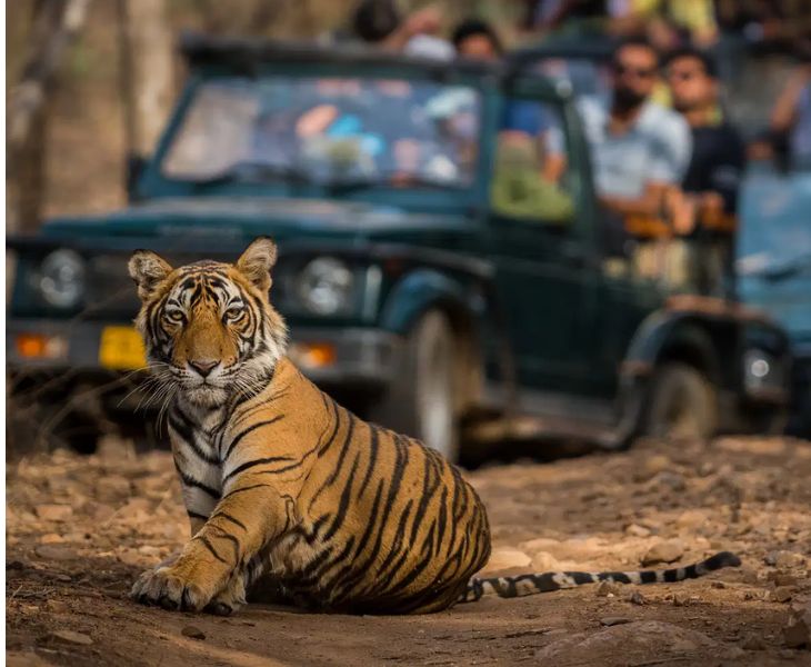 Ranthambore 2 Days Sightseeing Tour
